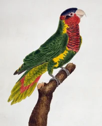 Utsmyckad Lorikeet (Trichoglossus ornatus), från Natural History of Birds