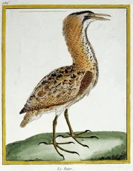 Vetenskap. zoologi. Rördrom. Gravyr av Francois Nicolas Martinet i: Fåglarnas naturhistoria, av Georges Louis Leclerc de Buffon, Frankrike, c.1777 (färgstick)