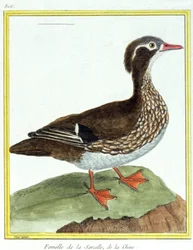 Vetenskap. zoologi. Kinesisk kricka. Gravyr av Francois Nicolas Martinet i: Fåglarnas naturhistoria, av Georges Louis Leclerc de Buffon, Frankrike, c.1777 (färgstick)