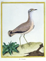 Vetenskap. zoologi. Krämfärgad Courser. Gravyr av Francois Nicolas Martinet i: Fåglarnas naturhistoria, av Georges Louis Leclerc de Buffon, Frankrike, c.1777 (färgstick)