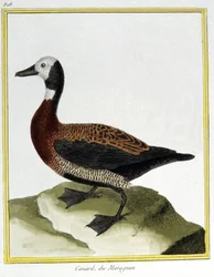 Vetenskap. zoologi. Eurasian Wigeon. Gravyr av Francois Nicolas Martinet i: Fåglarnas naturhistoria, av Georges Louis Leclerc de Buffon, Frankrike, c.1777 (färgstick)