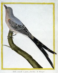 Vetenskap. zoologi. Flugsnappare från Mexiko. Gravyr av Francois Nicolas Martinet i: Fåglarnas naturhistoria, av Georges Louis Leclerc de Buffon, Frankrike, c.1777 (färgstick)
