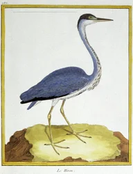 Vetenskap. zoologi. Häger. Gravyr av Francois Nicolas Martinet i: Fåglarnas naturhistoria, av Georges Louis Leclerc de Buffon, Frankrike, c.1777 (färgstick)