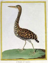 Vetenskap. zoologi. Häger från Cayenne (Franska Guyana). Gravyr av Francois Nicolas Martinet i: Fåglarnas naturhistoria, av Georges Louis Leclerc de Buffon, Frankrike, c.1777 (färgstick)