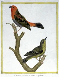Vetenskap. zoologi. Hussparv av Ile de France. Gravyr av Francois Nicolas Martinet i: Fåglarnas naturhistoria, av Georges Louis Leclerc de Buffon, Frankrike, c.1777 (färgstick)