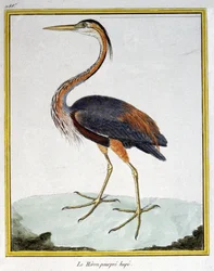 Vetenskap. zoologi. Lila häger. Gravyr av Francois Nicolas Martinet i: Fåglarnas naturhistoria, av Georges Louis Leclerc de Buffon, Frankrike, c.1777 (färgstick)