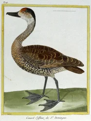 Vetenskap. zoologi. Wigeon från Santo Domingo. Gravyr av Francois Nicolas Martinet i: Fåglarnas naturhistoria, av Georges Louis Leclerc de Buffon, Frankrike, c.1777 (färgstick)