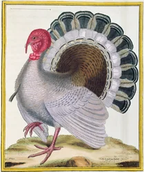 Turkiet, ur "Histoire Naturelle des Oiseaux" av Georges de Buffon (1707-88), publicerad 1777.