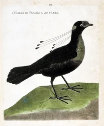 Zoologisk styrelse (ornitologi): paradisfågeln har sex nät (wahnes paradis eller wahnesi patoria). Illustration i "Fåglarnas historia, målade i deras utseende och känsliga aspekter" av Francois Nicolas Martinet (1731-1800). Privat samling.