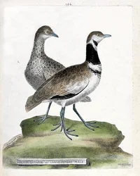 Zoologisk tavla (ornitologi): framsida: liten bustard eller liten hankäpp och bak: kvinnlig liten käpp (canepetiere bustard eller tetrax tetrax). Illustration i "Fåglarnas historia, målade i deras utseende och känsliga aspekter" av Francois Nicolas Mar
