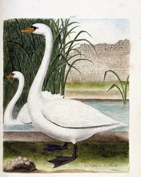 Zoologisk styrelse (ornitologi): framför: svanen och bakom dess hona (knölsvan eller cygnus olor). Illustration i "Fåglarnas historia, målade i deras utseende och känsliga aspekter" av Francois Nicolas Martinet (1731-1800). Privat samling.
