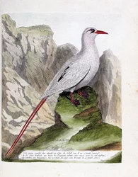 Zoologisk plansch (ornitologi): rödstjärtad tropikfågel (stråstjärt eller rödstjärtad phaeton eller rubricauda). Illustration i ”Fåglarnas historia, målade i sina synliga och sinnliga gestalter” av François Nicolas Martinet (1731-1800). Privat samling.