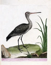 Zoologisk plansch (ornitologi): spoven själv (rödspov eller Limosa limosa). Illustration i ”Fåglarnas historia, målade i sina yttre och karakteristiska gestalter” av François Nicolas Martinet (1731-1800). Privatsamling.