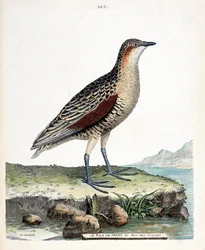 Zoologisk styrelse (ornitologi): knä rale eller vaktel kung (crex crex). Illustration i "Fåglarnas historia, målade i deras utseende och känsliga aspekter" av Francois Nicolas Martinet (1731-1800). Privat samling.