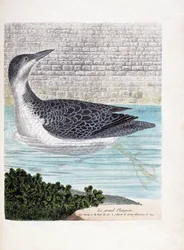 Zoologisk styrelse (ornitologi): det stora dyket (imbrin dip eller gavia immer). Illustration i "Fåglarnas historia, målade i deras utseende och känsliga aspekter" av Francois Nicolas Martinet (1731-1800). Privat samling.