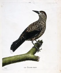 Zoologisk styrelse (ornitologi): nötknäpparen (flugnöt eller nucifraga caryocatacts) på en gren. Illustration i "Fåglarnas historia, målade i deras utseende och känsliga aspekter" av Francois Nicolas Martinet (1731-1800). Privat samling.