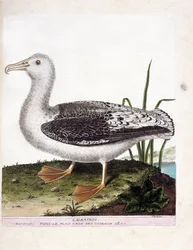 Zoologiskt diagram (ornitologi): Albatros (brylalbatros eller diomedea exulans). Illustration i "Fåglarnas historia, målade i deras utseende och känsliga aspekter" av Francois Nicolas Martinet (1731-1800). Privat samling.