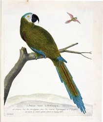 Zoologiskt diagram (ornitologi): Amerikanska gröna aras (Ara vert eller ara severa) på en gren. Illustration i "Fåglarnas historia, målade i deras utseende och känsliga aspekter" av Francois Nicolas Martinet (1731-1800). Privat samling.