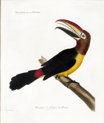 Zoologiskt diagram (ornitologi): Aracaris, vulgly toucan (grön aracari eller pteroglossus viridis)
