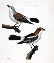 Zoologiskt diagram (ornitologi): Nederst: den rödhåriga grieche eller grieche ett rödhårigt huvud (lanius senator) och dess hona (grieche ecorcheur eller lanius collurio) på den övre grenen