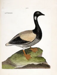 Zoologiskt diagram (ornitologi): Brant (brant eller branta bernicla). Illustration i "Fåglarnas historia, målade i deras utseende och känsliga aspekter" av Francois Nicolas Martinet (1731-1800). Privat samling.
