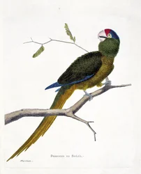 Zoologiskt diagram (ornitologi): Brasiliansk parakit (röd panna conure eller aratinga canicularis) på en gren. Illustration i "Fåglarnas historia, målade i deras utseende och känsliga aspekter" av Francois Nicolas Martinet (1731-1800). Privat kol