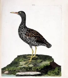 Zoologiskt diagram (ornitologi): Caiennes rale (fläck rale eller pardirallus maculatus). Illustration i "Fåglarnas historia, målade i deras utseende och känsliga aspekter" av Francois Nicolas Martinet (1731-1800). Privat samling.