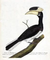 Zoologiskt diagram (ornitologi): Calao de Malabar (Anthracoceros coronatus) på en gren. Illustration i "Fåglarnas historia, målade i deras utseende och känsliga aspekter" av Francois Nicolas Martinet (1731-1800). Privat samling.