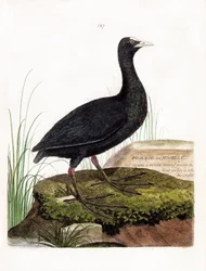 Zoologiskt diagram (ornitologi): Sothöns eller Mosel (Macroule cot eller fulica atra). Illustration i "Fåglarnas historia, målade i deras utseende och känsliga aspekter" av Francois Nicolas Martinet (1731-1800). Privat samling.