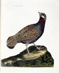 Zoologisk plansch (ornitologi): frankolin (svart frankolin eller Francolinus francolinus). Illustration i “Fåglarnas historia, målade i sina synliga och känsliga aspekter” av François Nicolas Martinet (1731-1800). Privatsamling.