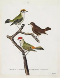 Zoologiskt diagram (ornitologi). Uppifrån och ned: roitelet (trippelbandage eller regulus ignicapilla), troglodyte (söt troglodyte eller troglodyte) och roitelet av hottentots (rubinkrona) på en gren. Illustration i "Fåglarnas historia, målad i Thei