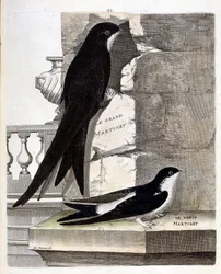 Zoologisk plansch (ornitologi): tornseglare (svartseglare eller Apus apus) och hussvala (fönstersvala eller Delichon urbicum). Illustration i ”Fåglarnas historia, målade i sina framträdande och känsliga aspekter” av François Nicolas Martinet (1731-1800).