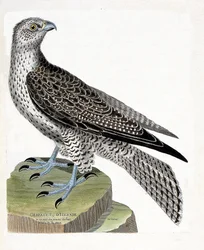 Zoologiskt diagram (ornitologi): isländsk gerfault (gerfaut falk eller falco rusticolus). Illustration i "Fåglarnas historia, målade i deras utseende och känsliga aspekter" av Francois Nicolas Martinet (1731-1800). Privat samling.