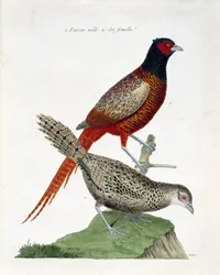 Zoologiskt diagram (ornitologi): Manlig fasan och hona (colchid fasan eller Phasianus colchicus). Illustration i "Fåglarnas historia, målade i deras utseende och känsliga aspekter" av Francois Nicolas Martinet (1731-1800). Privat samling.