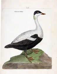 Zoologiskt diagram (ornitologi): Nordgås eller ejdermal (ejder en täcke eller somateria mollissima). Illustration i "Fåglarnas historia, målade i deras utseende och känsliga aspekter" av Francois Nicolas Martinet (1731-1800). Privat samling.