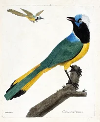 Zoologiskt diagram (ornitologi): Perou jay (grön jay eller cyanocorax yncas) på en gren. Illustration i "Fåglarnas historia, målade i deras utseende och känsliga aspekter" av Francois Nicolas Martinet (1731-1800). Privat samling.