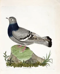 Zoologiskt diagram (ornitologi): Duva biset (Columbia livia). Illustration i "Fåglarnas historia, målade i deras utseende och känsliga aspekter" av Francois Nicolas Martinet (1731-1800). Privat samling.