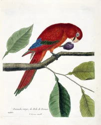 Zoologiskt diagram (ornitologi): Röd parakit från ön Borneo (Great eclectus eller eclectus roratus). Illustration i "Fåglarnas historia, målade i deras utseende och känsliga aspekter" av Francois Nicolas Martinet (1731-1800). Privat koll
