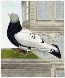 Zoologiskt diagram (ornitologi): Den romerska duvan (columba livia). Illustration i "Fåglarnas historia, målade i deras utseende och känsliga aspekter" av Francois Nicolas Martinet (1731-1800). Privat samling.