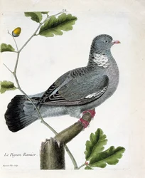 Zoologiskt diagram (ornitologi): Den grenade duvan (columba palumbus) på en gren. Illustration i "Fåglarnas historia, målade i deras utseende och känsliga aspekter" av Francois Nicolas Martinet (1731-1800). Privat samling.