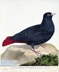 Zoologiskt diagram (ornitologi): Den grenade duvan från Madagaskar (Blå Founingo eller alectroenas madagascariensis). Illustration i "Fåglarnas historia, målade i deras utseende och känsliga aspekter" av Francois Nicolas Martinet (1731-1800). Privat
