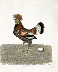 Zoologiskt diagram (ornitologi): Kycklingen (tamhöna eller gallus gallus) och dess ägg. Illustration i "Fåglarnas historia, målade i deras utseende och känsliga aspekter" av Francois Nicolas Martinet (1731-1800). Privat samling.