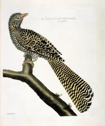 Zoologiskt diagram (ornitologi): Göken från Mindanao (svalgöken eller Eudynamys scolopacea) på en gren. Illustration i "Fåglarnas historia, målade i deras utseende och känsliga aspekter" av Francois Nicolas Martinet (1731-1800). Privat samla