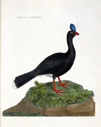 Zoologiskt diagram (ornitologi): Hocco eller sten (Hocco a stone eller pauxi pauxi). Illustration i "Fåglarnas historia, målade i deras utseende och känsliga aspekter" av Francois Nicolas Martinet (1731-1800). Privat samling.