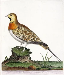 Zoologiskt diagram (ornitologi): Den manliga gelinotten i Pyrenéerna (Ganga cata eller pterocles alchata). Illustration i "Fåglarnas historia, målade i deras utseende och känsliga aspekter" av Francois Nicolas Martinet (1731-1800). Privat samling.