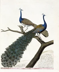 Zoologisk plansch (ornitologi): påfågeln (blå påfågel eller Pavo cristatus). Illustration i ”Fåglarnas historia, målade i sina synliga och känsliga aspekter” av François Nicolas Martinet (1731-1800). Privat samling.