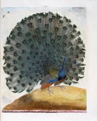 Zoologisk plansch (ornitologi): påfågeln slår ut stjärten (blå påfågel eller Pavo cristatus). Illustration i “Fåglarnas historia, målade i sina synliga och känsliga aspekter” av François Nicolas Martinet (1731-1800). Privatsamling.