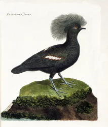 Zoologiskt diagram (ornitologi): Indiens fasan (gourakrona eller goura cristata). Illustration i "Fåglarnas historia, målade i deras utseende och känsliga aspekter" av Francois Nicolas Martinet (1731-1800). Privat samling.