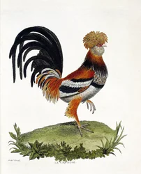 Zoologiskt diagram (ornitologi): Tuppen (tupp eller gallus gallus). Illustration i "Fåglarnas historia, målade i deras utseende och känsliga aspekter" av Francois Nicolas Martinet (1731-1800). Privat samling.