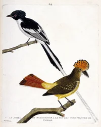 Zoologiskt diagram (ornitologi). Överst: Madagaskar schel (chitrec malagasy eller terpsiphone mutata). Lågår: Kung av fluggubben (gobemouche eller fluggubb) av Caienne (Flycatcher-kronor eller onychorhynchus coronatus). Illustration i "The History of the B
